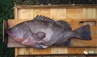 龍躉是石斑魚嗎
