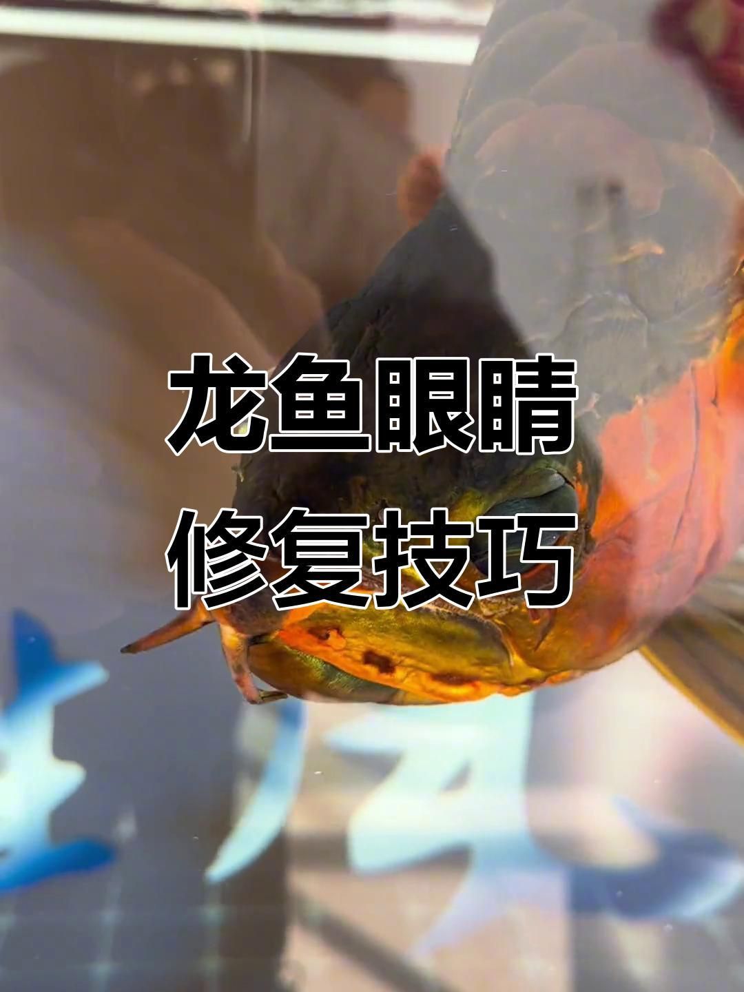 紅龍魚掉眼問題如何矯正? 龍魚百科 第1張 紅龍魚掉眼問題如何矯正? 紅龍魚掉眼問題如何矯正? 龍魚百科 第1張