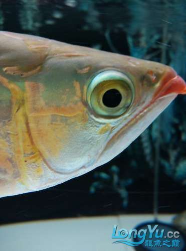 紅龍魚掉眼問題如何矯正? 龍魚百科 第8張 紅龍魚掉眼問題如何矯正? 紅龍魚掉眼問題如何矯正? 龍魚百科 第8張