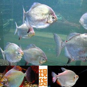 血鰭銀板混養注意事項：銀板魚可以和大型魚類混養嗎
