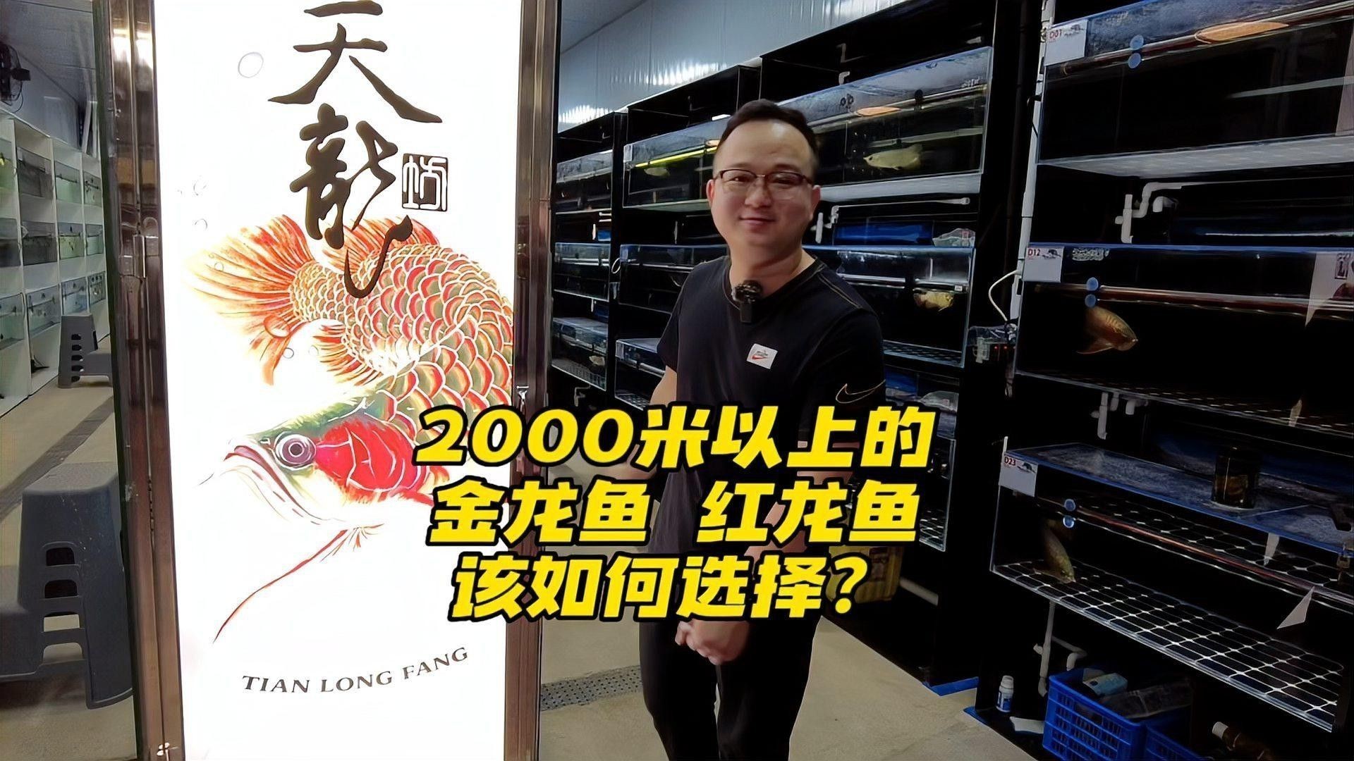 如何區分足赤紅龍和紅尾金龍？