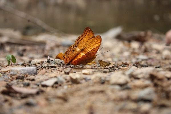 龍魚發色秘訣視頻講解圖片：龍魚發色的原理和技巧，龍魚發色的原理和技巧和技巧