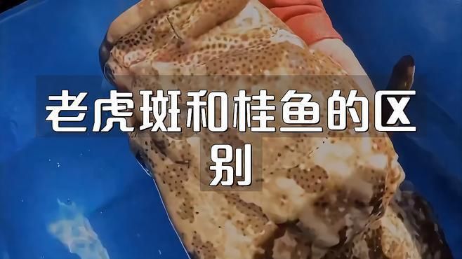 老虎斑與鱖魚的區別