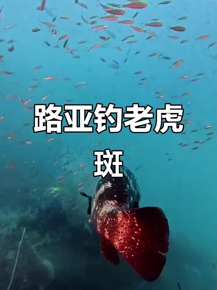 老虎斑與鱖魚的區別