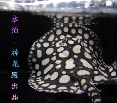 北京和興龍魚在哪里賣：北京和興龍魚在北京市<strong><mark>海淀</mark></strong>區(qū)遠大路金源花卉地下二層售賣