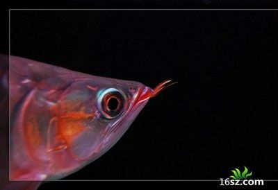 龍魚眼球破裂：龍魚眼球破裂怎么辦