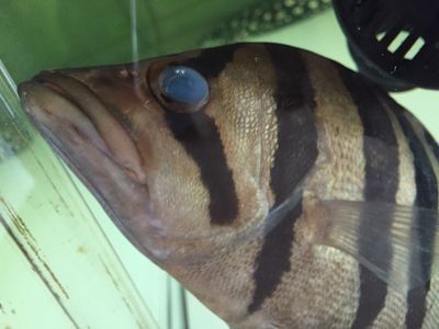 龍魚眼球破裂：龍魚眼球破裂怎么辦