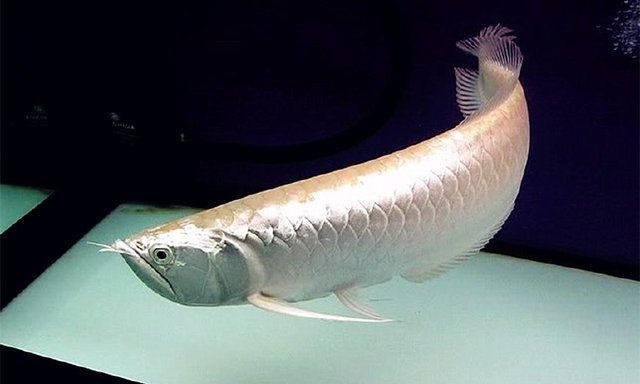 銀龍魚(yú)變白色過(guò)程（銀龍魚(yú)為什么會(huì)變白？）