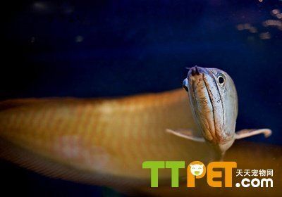 銀龍魚(yú)變白色過(guò)程（銀龍魚(yú)為什么會(huì)變白？）
