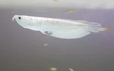 銀龍魚(yú)變白色過(guò)程（銀龍魚(yú)為什么會(huì)變白？）