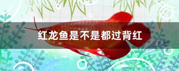 龍魚有寄生蟲怎么治療視頻：如何預防龍魚寄生蟲病