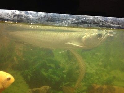 銀龍魚拉白色長條屎（銀龍魚拉白色長條屎可能由多種原因引起，以下幾種情況可能引起）