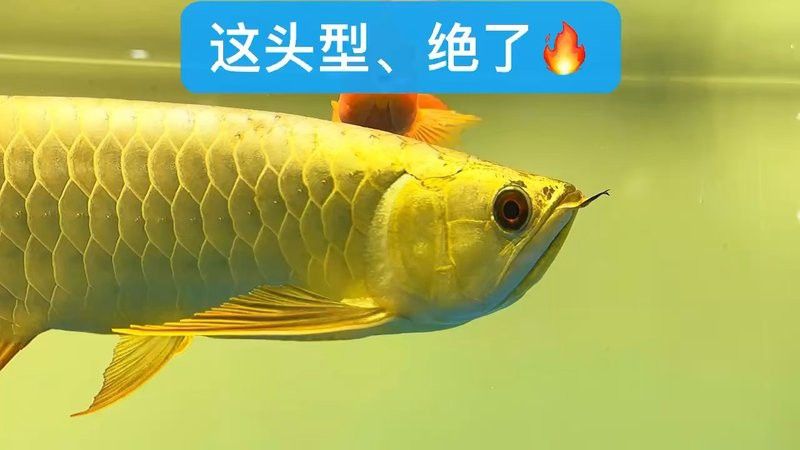 藍鯨vs座頭鯨