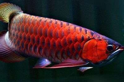 紅龍魚游動時身體抽搐怎么回事（紅龍魚游動時身體抽搐可能由多種因素引起，可能是應激反應）