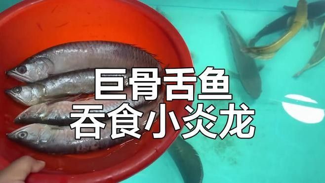 銀龍魚吃東西視頻 銀龍魚吃東西視頻 龍魚百科 第1張