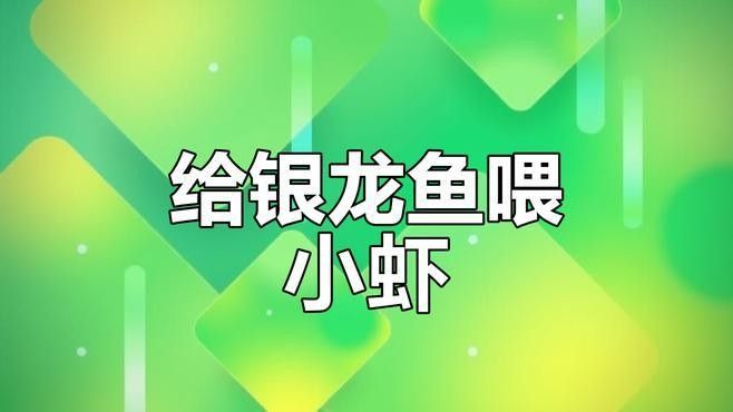 銀龍魚吃東西視頻 銀龍魚吃東西視頻 龍魚百科 第2張