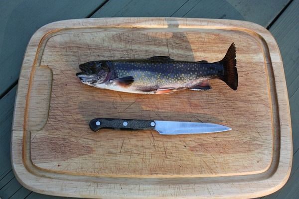 金龍魚不吃魚食：金龍魚不吃魚食怎么辦