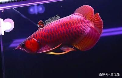 紅龍魚用黃燈烤有用嗎 龍魚的發(fā)色過程需要一定的時間,龍魚的發(fā)色時間多久:龍魚的發(fā)色時間多久 龍魚百科 龍魚的發(fā)色過程需要一定的時間,龍魚的發(fā)色時間多久:龍魚的發(fā)色時間多久 龍魚的發(fā)色過程需要一定的時間,龍魚的發(fā)色時間多久:龍魚的發(fā)色時間多久 龍魚百科