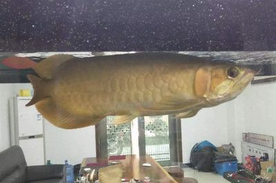 養龍魚能否掙錢，取決于多種因素：養殖龍魚是否掙錢，取決于多個因素