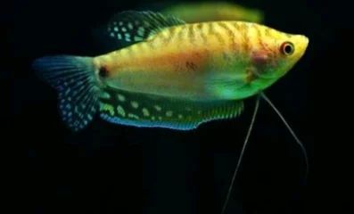 龍魚對水質硬度的要求是根據搜索結果得出的具體要求：龍魚對水質的要求