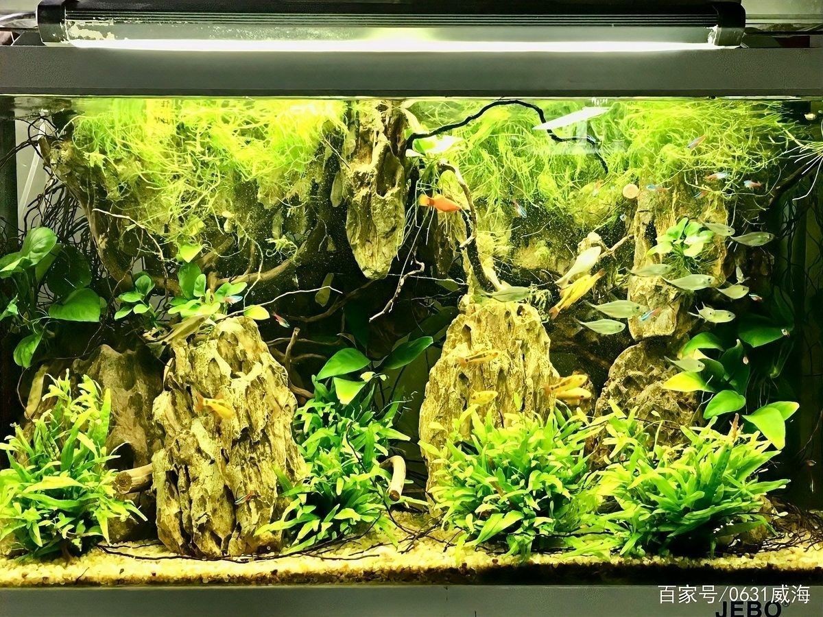 龍魚白天喂食還是晚上喂食好