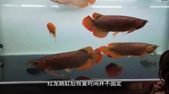 龍魚摔傷后多久會恢復？