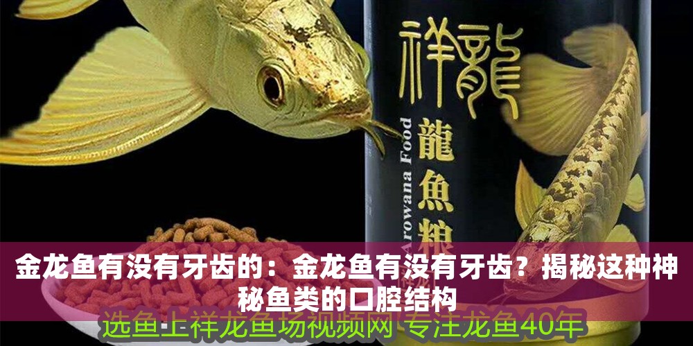 金龍魚(yú)有沒(méi)有牙齒的：金龍魚(yú)有沒(méi)有牙齒？揭秘這種神秘魚(yú)類的口腔結(jié)構(gòu)