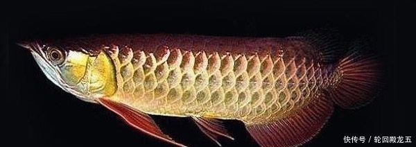 金龍魚掉了一片鱗片怎么長不出來：金龍魚掉了一片鱗片怎么長不出來怎么長不出來