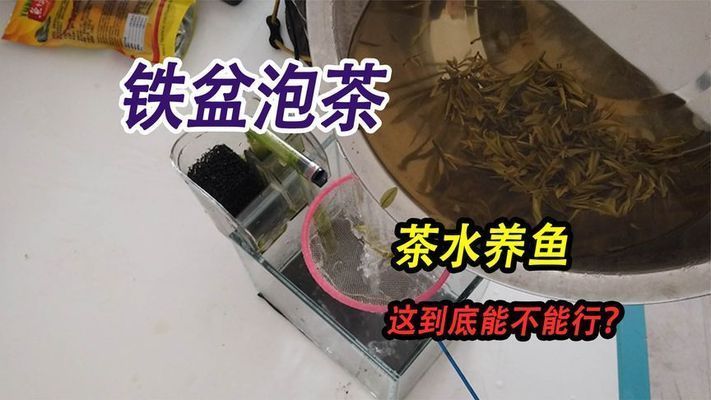 茶水養紅龍魚好嗎視頻：紅龍魚養紅龍魚養紅龍魚飼養方法360問答 茶水養紅龍魚好嗎視頻：紅龍魚養紅龍魚養紅龍魚飼養方法360問答 龍魚百科 第1張