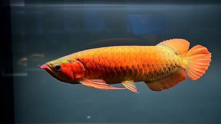 茶水養紅龍魚好嗎視頻：紅龍魚養紅龍魚養紅龍魚飼養方法360問答 茶水養紅龍魚好嗎視頻：紅龍魚養紅龍魚養紅龍魚飼養方法360問答 龍魚百科 第3張