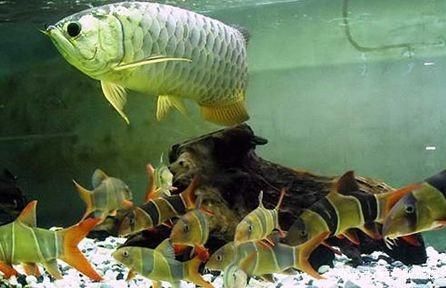 龍魚虎魚混養打架怎么辦