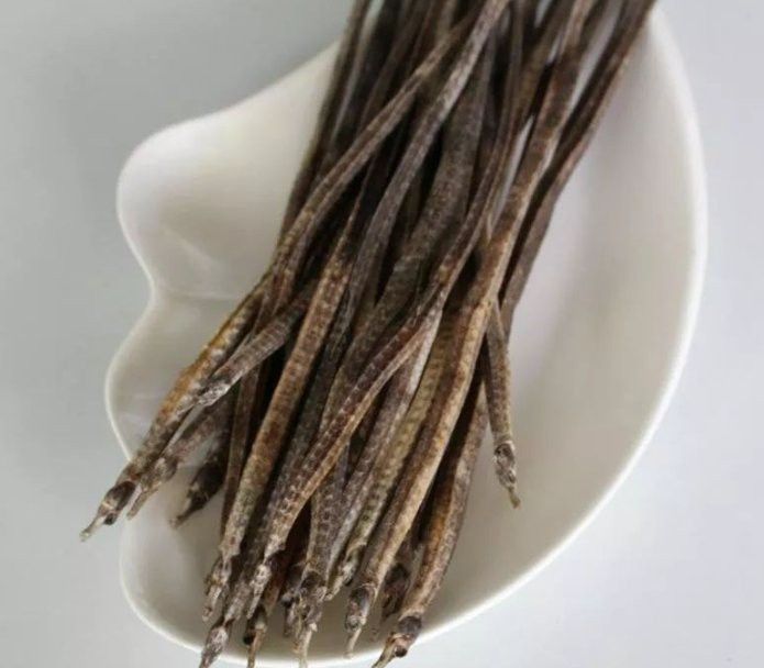 海龍中哪種藥用價值最高？ 海龍中哪種藥用價值最高？ 龍魚百科 第4張
