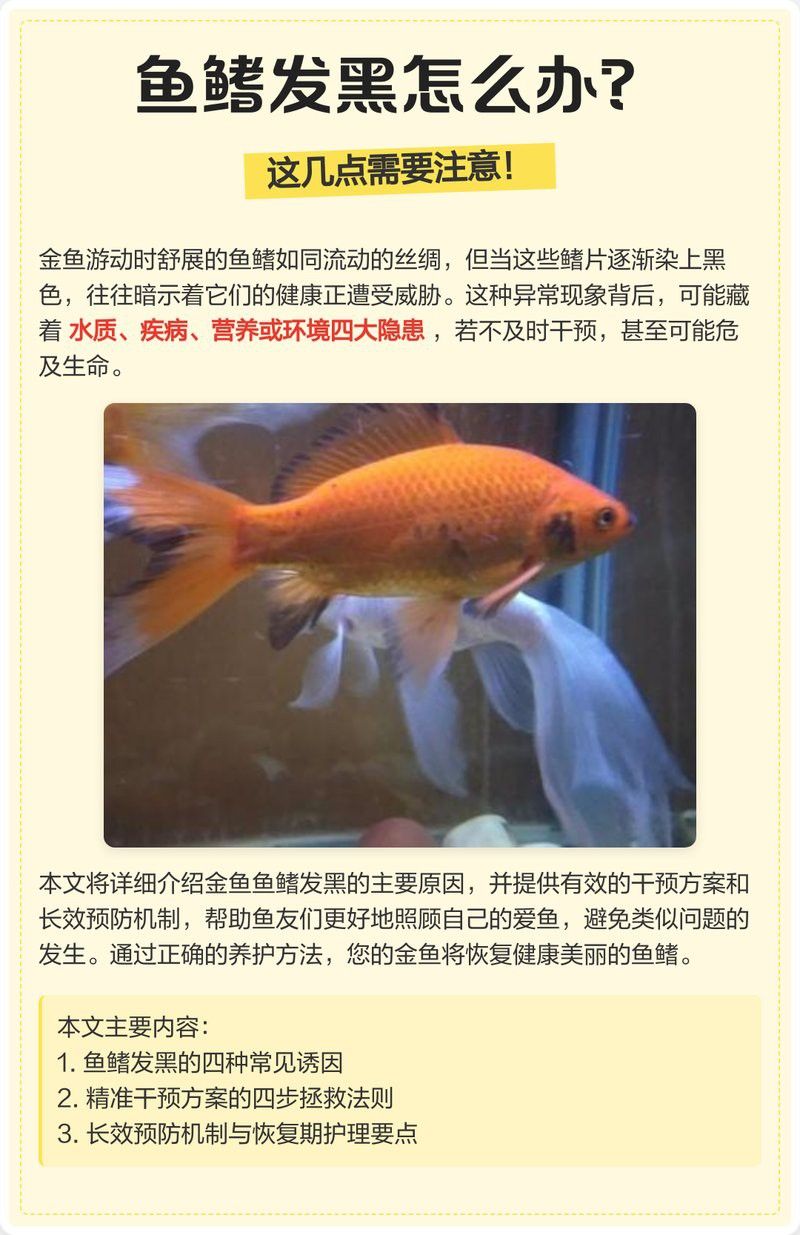 紅龍魚鰭發黑什么原因 紅龍魚鰭發黑什么原因 龍魚百科 第2張