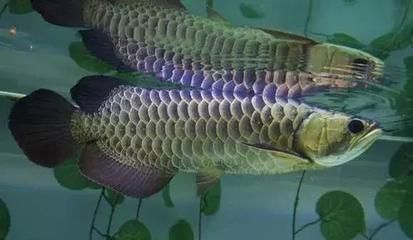 龍魚入缸后開口吃食的時間因個體差異和適應環境的不同：龍魚入缸后什么時候開口合適