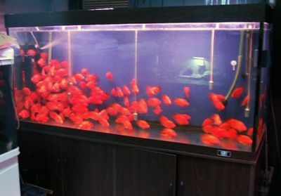 一方水族批發：一方水族器材有限公司 一方水族批發：一方水族器材有限公司 龍魚百科 第1張