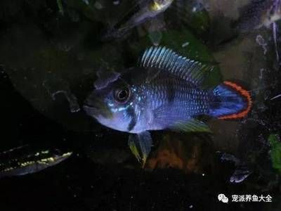 一方水族批發：一方水族器材有限公司 一方水族批發：一方水族器材有限公司 龍魚百科 第2張