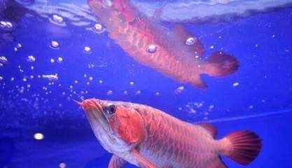美國紅龍魚，美國紅龍魚的養殖技術