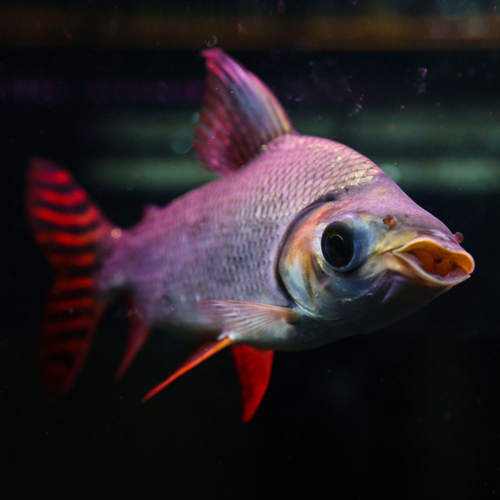 美國紅龍魚，美國紅龍魚的養殖技術