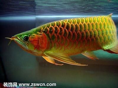 美國紅龍魚，美國紅龍魚的養殖技術