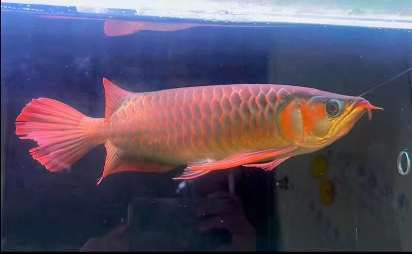 血龍魚價格及圖片大全