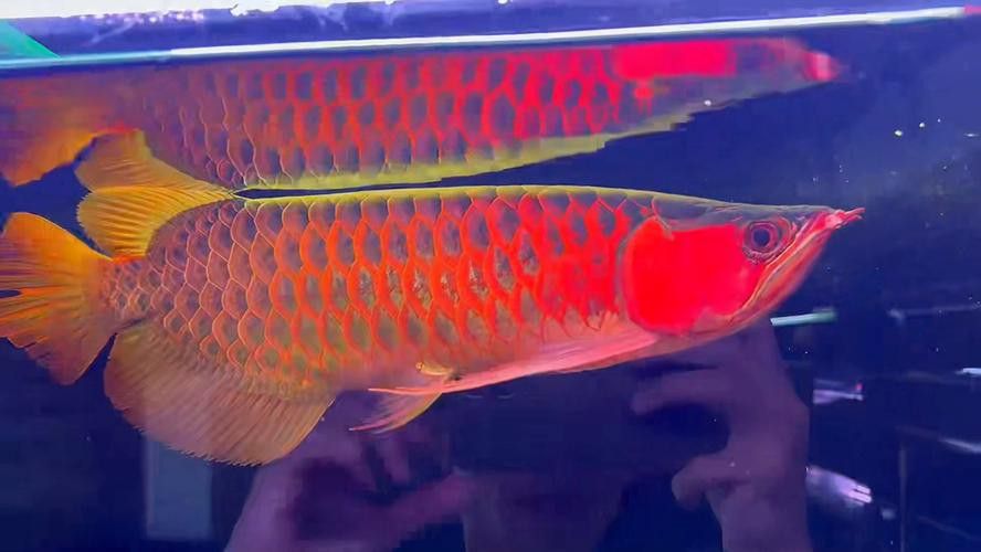 血龍魚價格及圖片大全