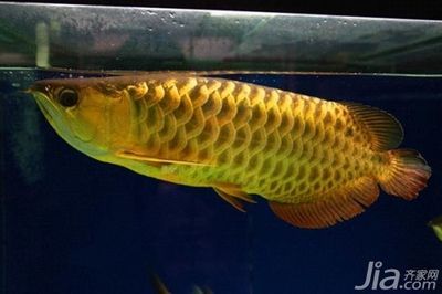 普通金龍魚能養成極品嗎為什么：普通金龍魚能養成極品嗎為什么普通金龍魚能養成極品