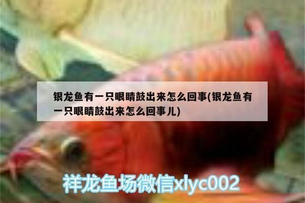 銀龍魚眼睛鼓起來了（銀龍魚眼睛鼓起怎么辦）