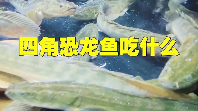 四角龍魚的食物有哪些