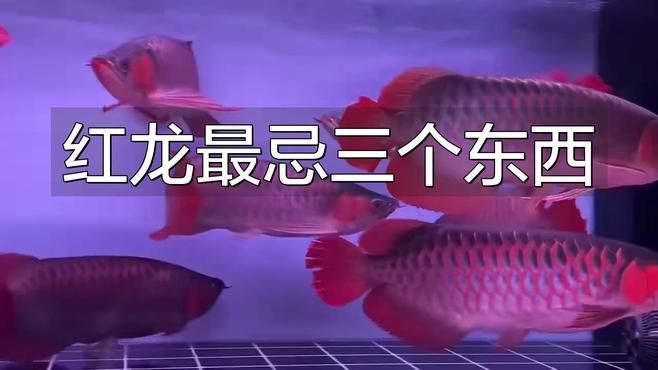 紅龍魚盡量少吃的原因