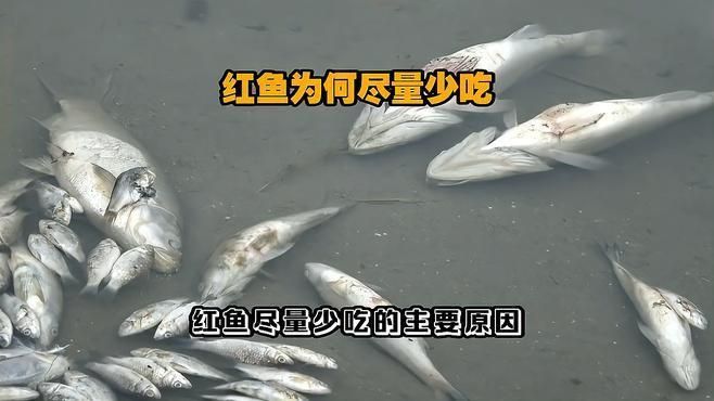 紅龍魚盡量少吃的原因