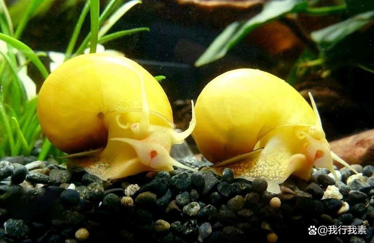 哪些香螺適合與小火龍魚混養(yǎng)？