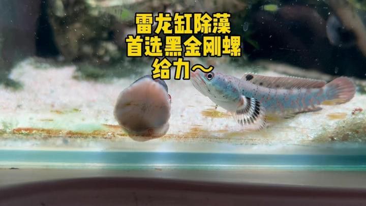 哪些香螺適合與小火龍魚混養(yǎng)？