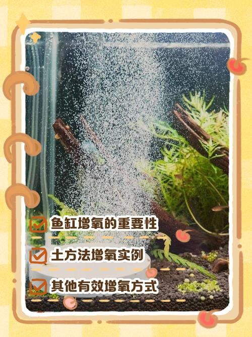 增氧泵應該放在魚缸的哪個位置？
