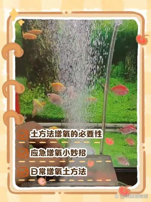 增氧泵應該放在魚缸的哪個位置？